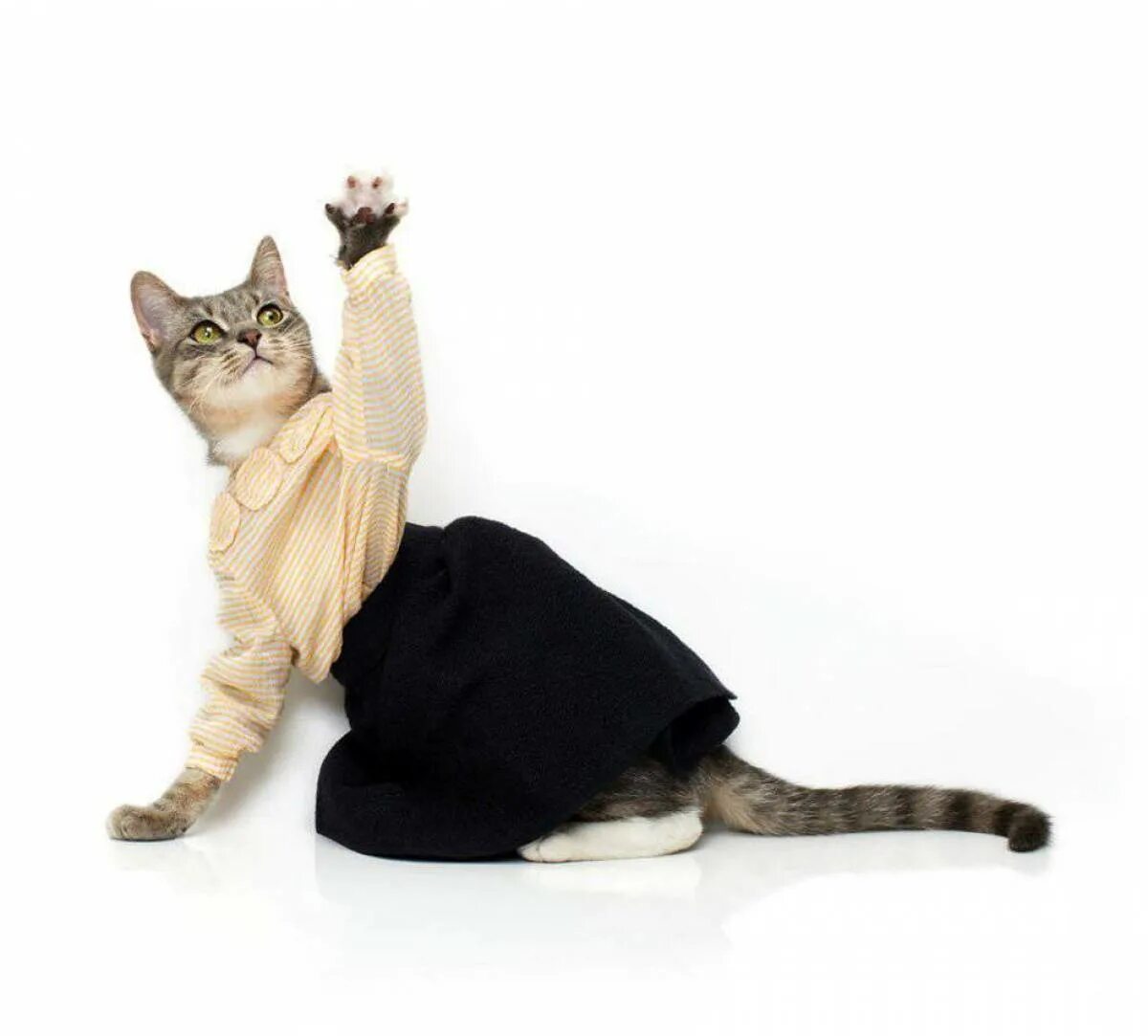 Крискас фото. Кот в платье. Смешная одежда для кошек. Костюм для кота смешной. Стильные коты.