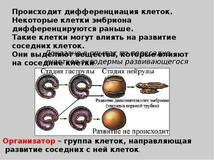 Дифференциация организма