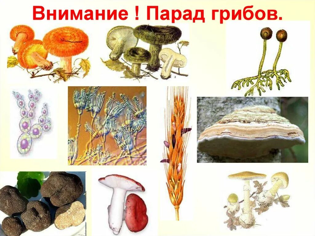 Грибы. Грибы биология. Царство грибы. Грибы 5 класс.