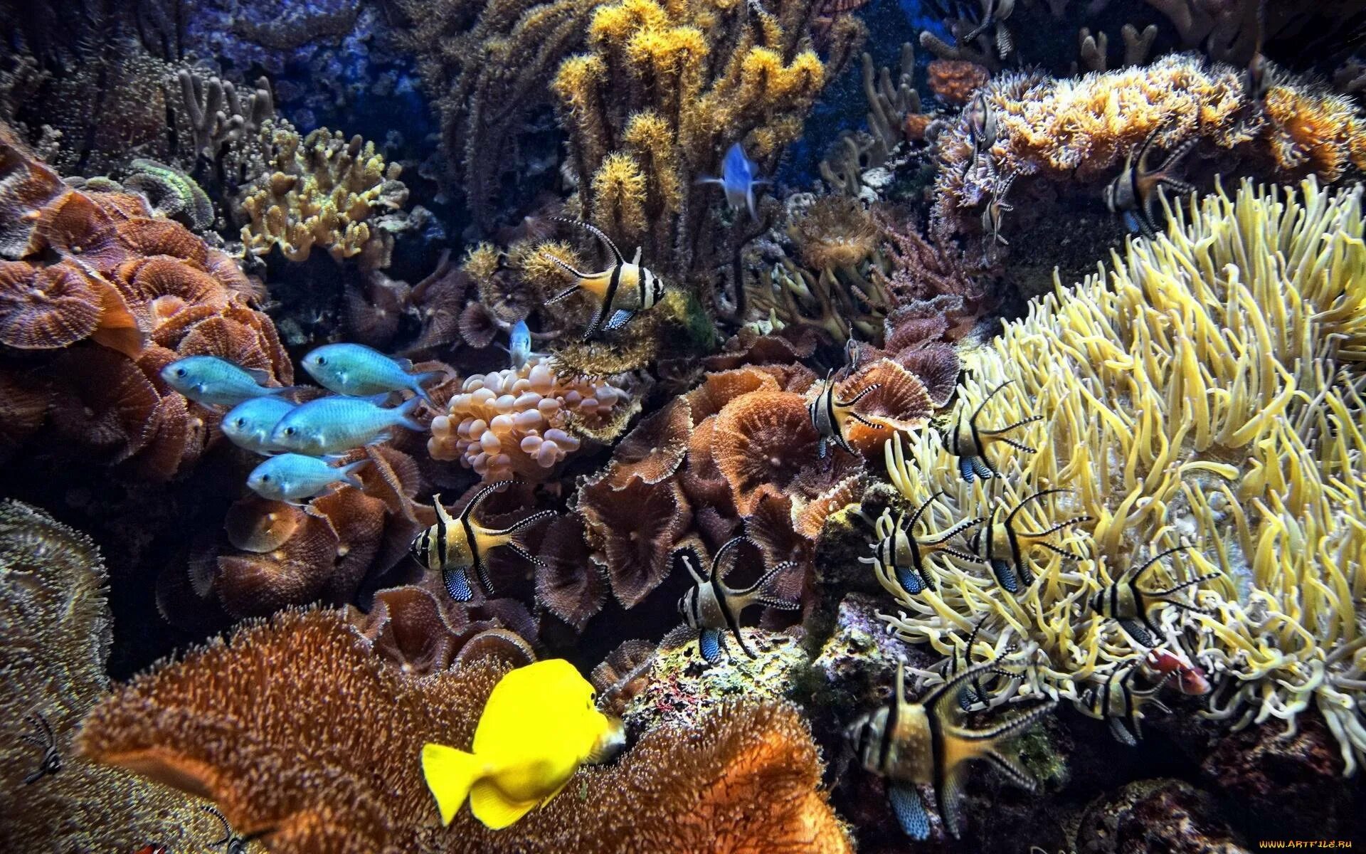 Море фауна. Флора и фауна карибского моря. подводный мир кораллы. фауна морского дна. карибское море животный мир.