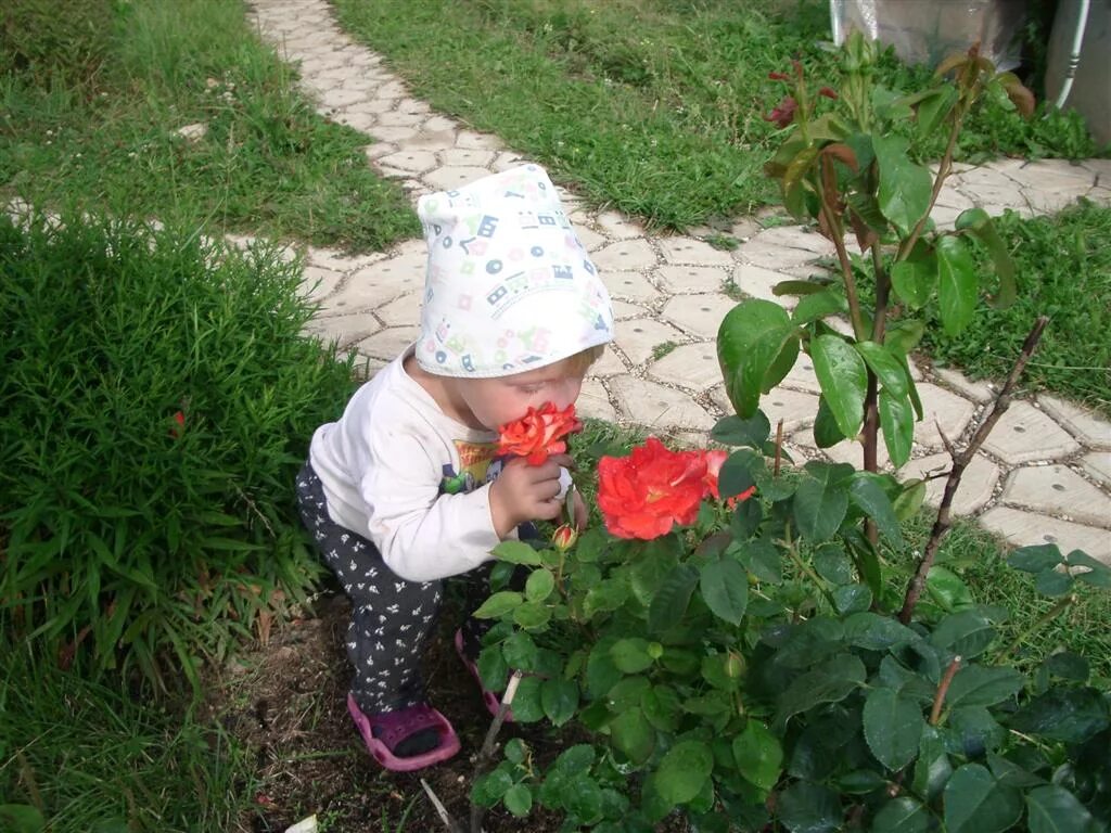 Выращиваем розы с алексеем. Дети сажают розы. Сажает розу фото для детей. 5 Ошибок при выращивании роз на даче.