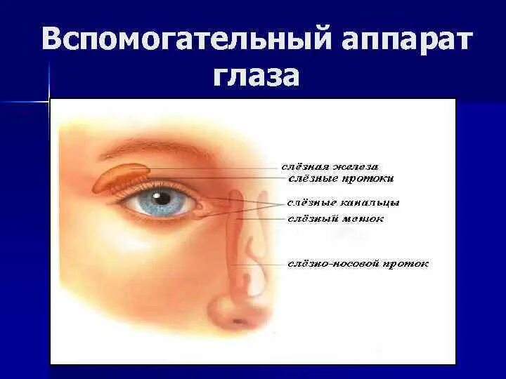 Слезные железы вспомогательный аппарат. Вспомогательный аппарат глаза. Вспомогательный аппарат глаза слезный аппарат. Орган зрения вспомогательный аппарат глаза. Элементы вспомогательного аппарата глаза.