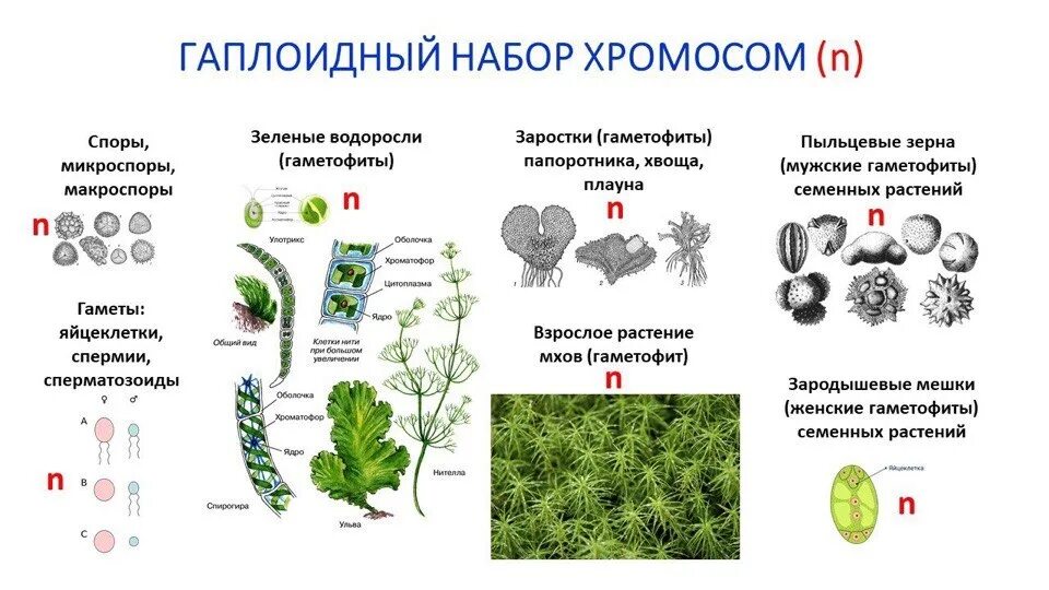 Гаплоидный набор хромосом. Гаплоидный набор. Гаплоидный хромосомный набор. Гаплоидный набор хромосом это n. Клетки гаметофита имеют набор хромосом