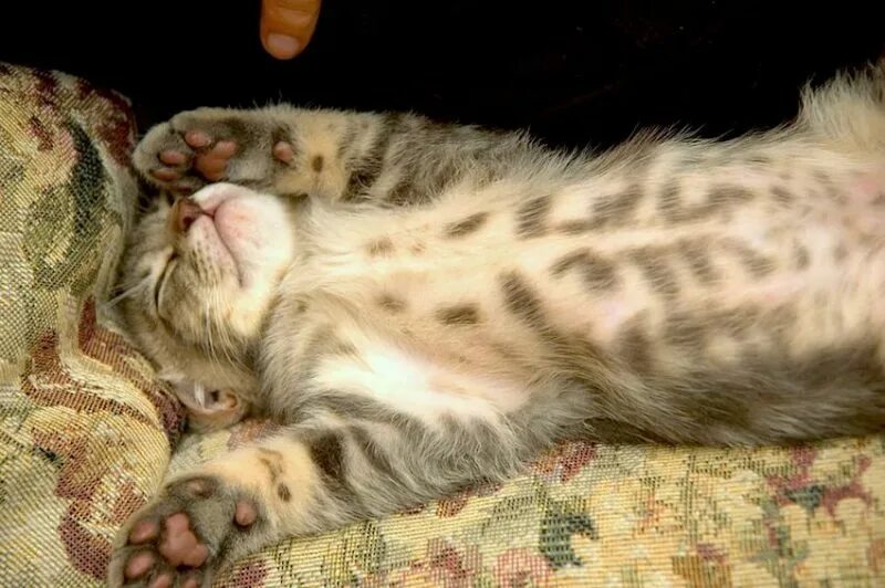 Кот лежит на голове. Коты спят с хозяевами. Почему кот начал спать. Мужчина с котом. Сколько кот должен спать в сутки.