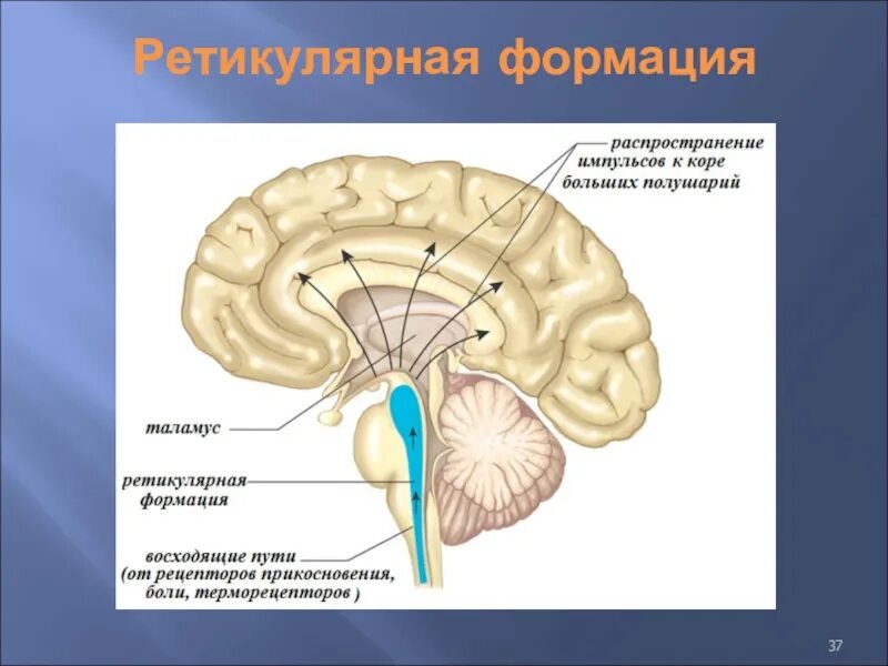 Ретикулярная формация головного мозга. Функции ретикулярной формации ствола мозга. Ядра ретикулярной формации продолговатого мозга.