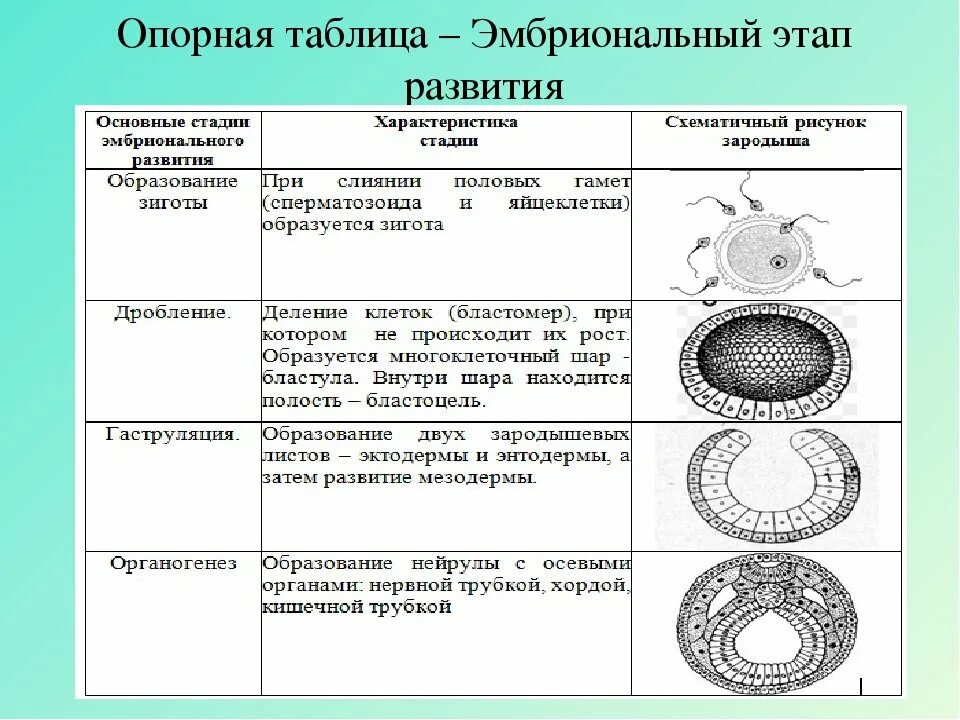 Таблица основные этапы эмбрионального периода развития. Этапы эмбрионального развития. Стадии эмбрионального развития характеристика. Стадии бластулы гаструлы нейрулы.