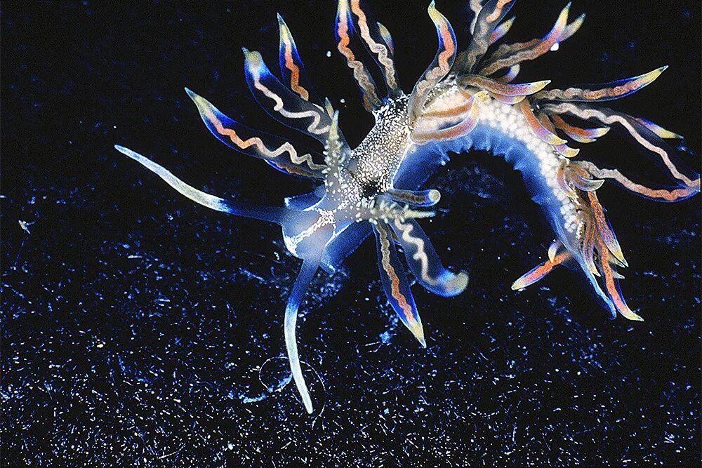 Phyllodesmium acanthorhinum. Морской дракон моллюск. Необычные существа. Светящиеся морские животные
