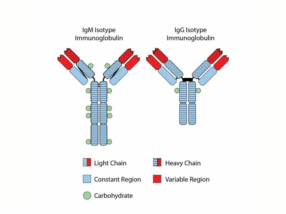 Антитела иммуноглобулины м. IGM иммуноглобулин. Иммуноглобулин g (IGG). Иммуноглобулин м IGM 4. Функции иммуноглобулины g4.