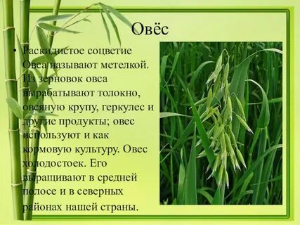 Овес относится к семейству