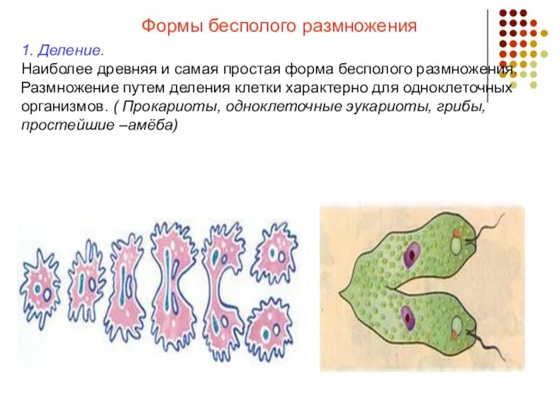 Какой способ размножения характерен для амебы. Бесполое размножение деление клетки. Бинарное деление бесполое размножение. Размножение организмов и бесполого размножения деление.