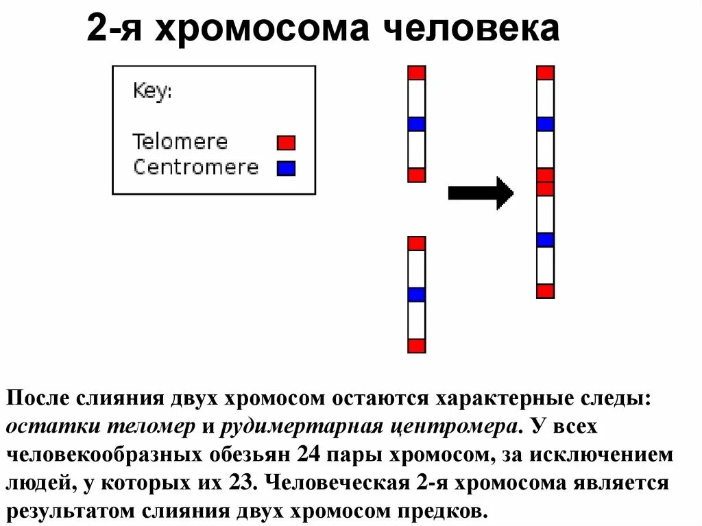 Вторая х хромосома. Хромосомы человека. Вторая хромосома. Y хромосома человека.