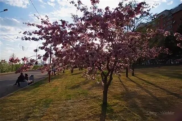 Сакура в Омске дерево. Сакура в Красноярске дерево. Город Красноярск весной. Парки Красноярска весной.