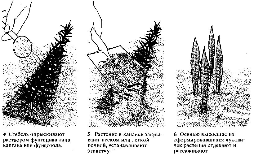 Растения образующие корневища