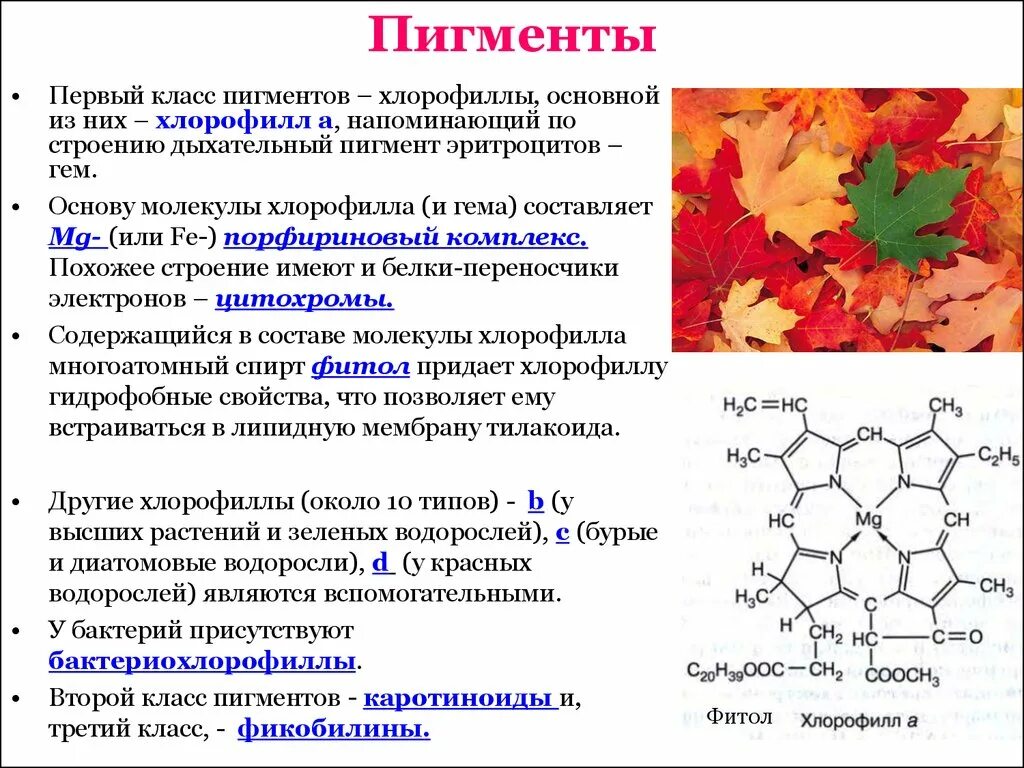 Белки пигменты. Хлорофилл каротиноиды и антоцианы. Пигменты зеленого листа хлорофиллы а. Хлорофилл б хлорофилл а каротиноиды. Хлорофиллы зеленые пигменты растений характеризуются тем что.