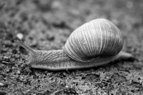 Snail (220587173).jpeg. creativecommons:by3.0deed.en. 