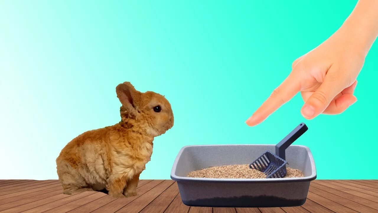 Снять крошку. Туалет для декоративного кролика. Лоток для декоративного кролика. Приучить кролика к лотку. Приучатель к лотку для кролика.