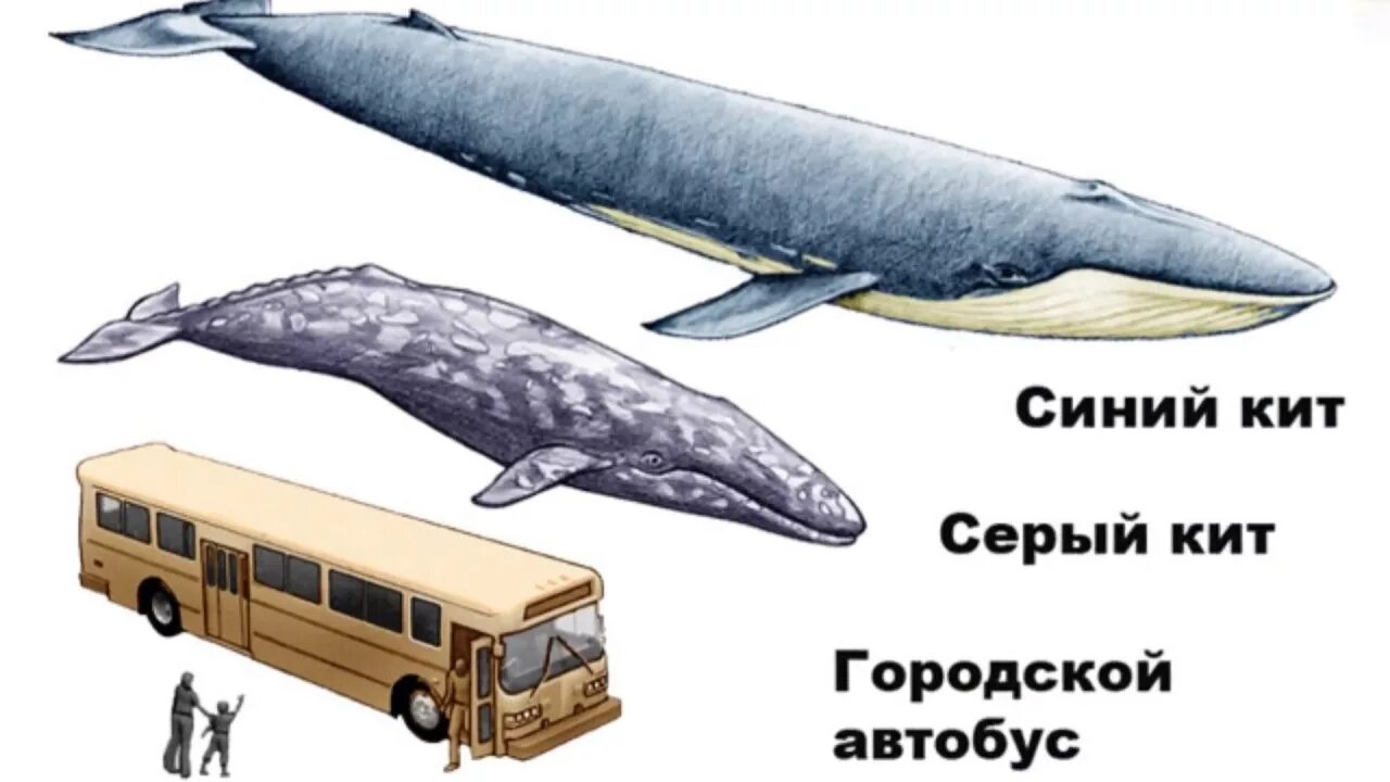 Сколько длиной самый большой кит. Синий кит и человек Размеры. Синий кит Размеры в сравнении с человеком. Синий кит Размеры в сравнении. Синий кит (длина 33 м).
