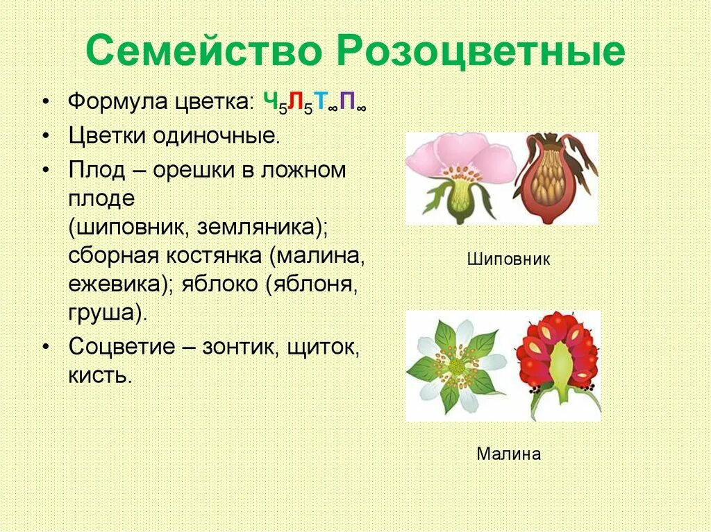 Семейства покрытосеменных растений Розоцветные. Схема цветка семейства розоцветных. Семейство цветковых растений Розоцветные таблица. Розоцветные растения схема.