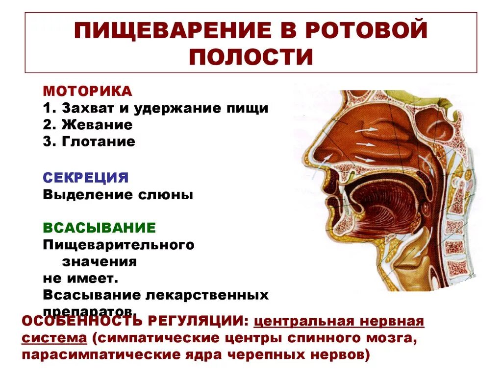 Строение пищеварение в ротовой полости. Схема процессов пищеварения в ротовой полости. Функции ротовой полости в процессе пищеварения. Характеристика пищеварения в ротовой полости. Обработка пищи слюной происходит в