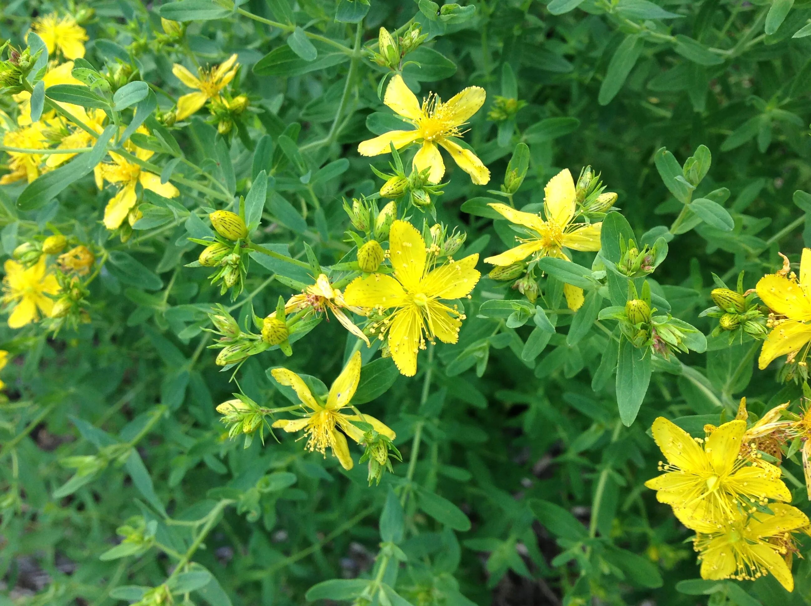 Зверобой похожие. Зверобой продырявленный (Hypericum perforatum). Зверобой продырявленный Фармакогнозия. Зверобой Монбре. Зверобой продырявленный 500.