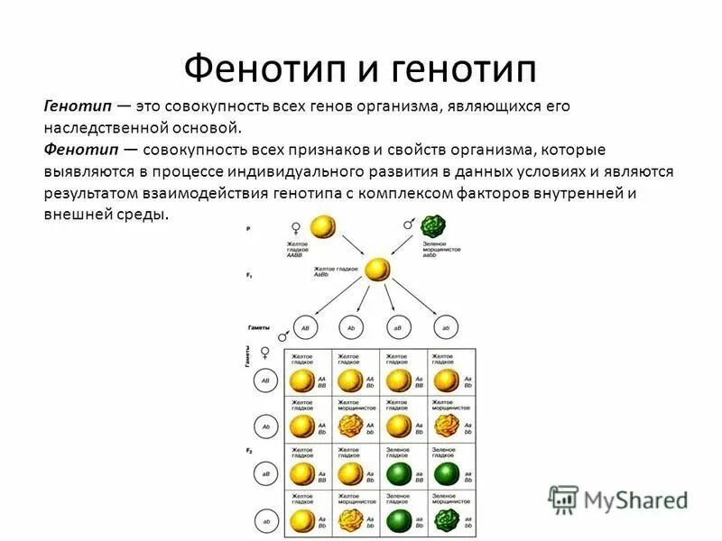 Функция генотипа