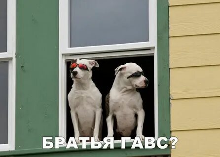 Собака не смотрит на меня