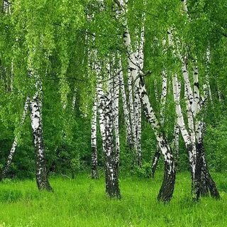 Березовая роща это
