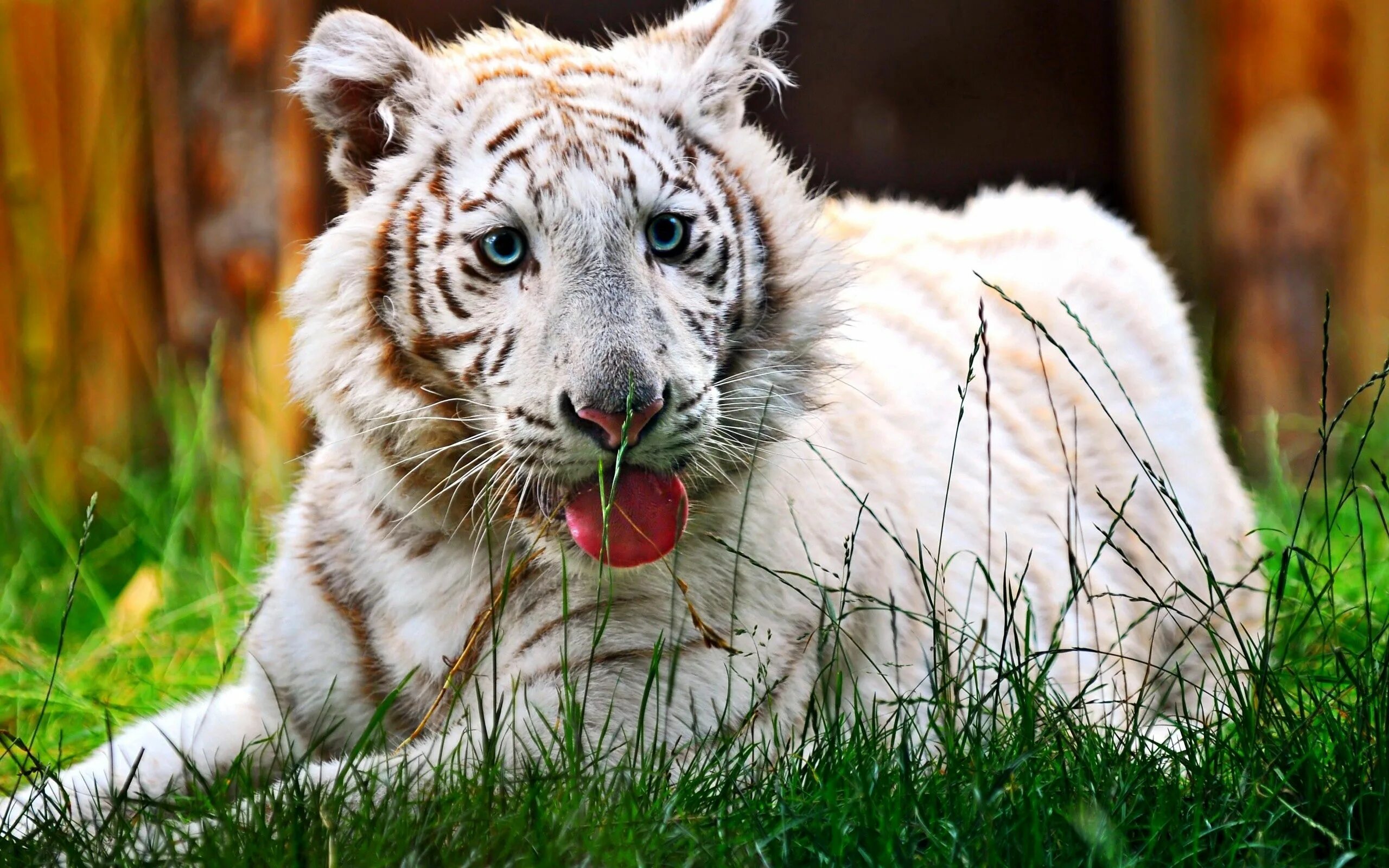Animals images. Бенгальский тигр альбинос. Лигр Аполлон. Тигр и белый тигр.