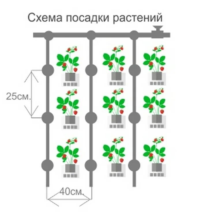 Какими рядами сажать клубнику. Клубника схема посадки в открытый грунт. Схема посадки земляники мелкоплодной. Посадка клубники осенью схема посадки. Схема посадки клубники на грядке шириной 1 метр.