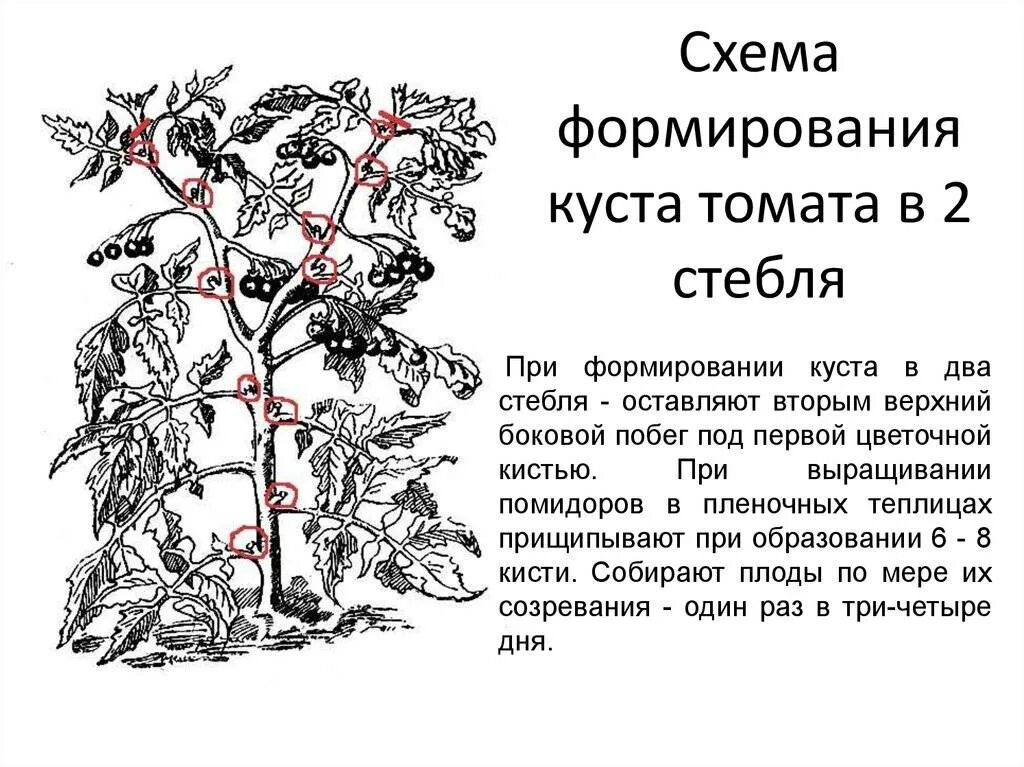 Почему пасынок. Формировать томаты в теплице в два стебля. Формирование томатов в 2 стебля в теплице схема. Кусты томатов пасынкование. Схема пасынкования помидоров.