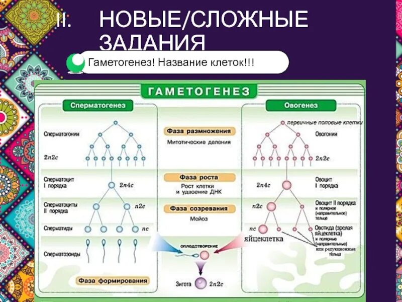 Этапы сперматогенеза 6 этапов. Гаметогенез 10 класс биология. Гаметогенез сперматогенез. Биология 10 класс сперматогенез овогенез. Гаметогенез (спермато- и овогенез)..