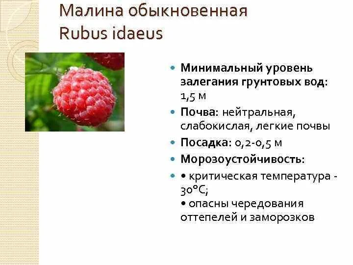 Малина характеристика. Систематика малины обыкновенной. Семейство розоцветные малина обыкновенная. Малина лесистая рубус. Систематика малины обыкновенной.