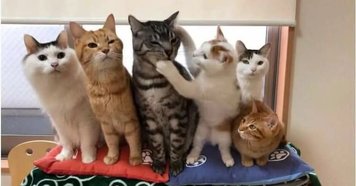 Шесть котят. Групповое котов. Групповой кошечек. 6 Смешных котов.