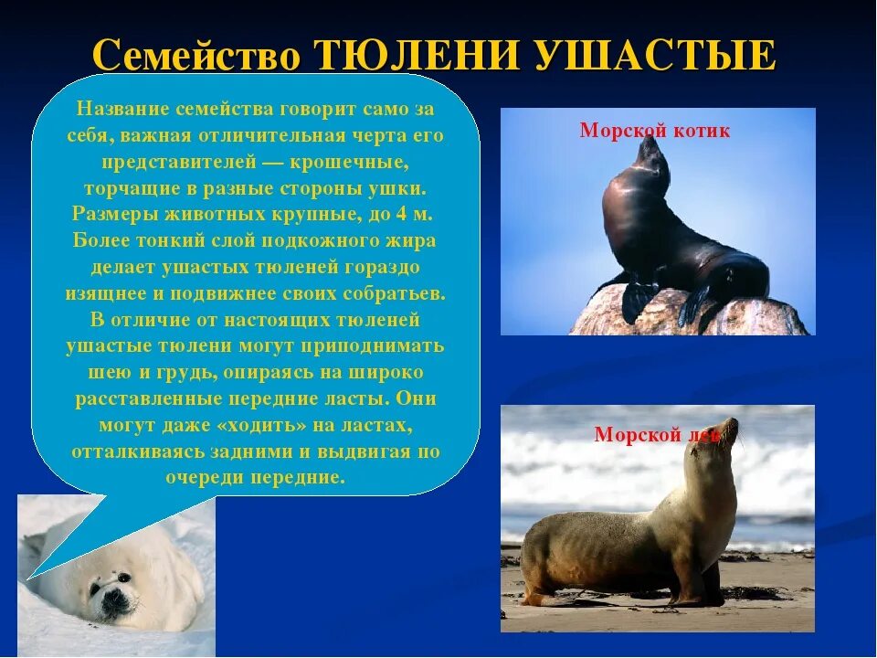 Настоящие тюлени морские млекопитающие. Маленький морской котик пятнистый. Семейство тюленей 5 букв. Семейство тюленей 5 букв. Морские котики спариваются.