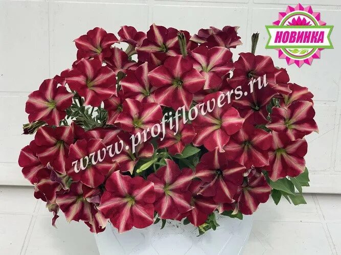 петуния джоконда бургунди. петуния мерлот. петуния джоконда бургунди стар f1. петуния изи вейв бургунди стар f1. петуния джоконда бургунди.