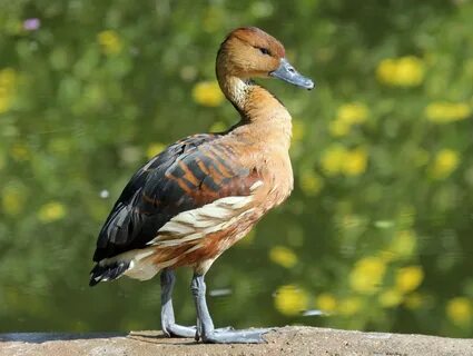Семейство Утиные (Anatidae)