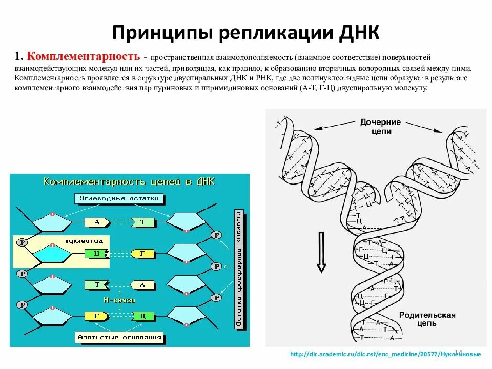 Схема репликации молекулы ДНК. Репликация ДНК Цепочки. Принципы репликации ДНК комплементарность. Принципы репликации ДНК биология 10 класс. Репликация в биологии