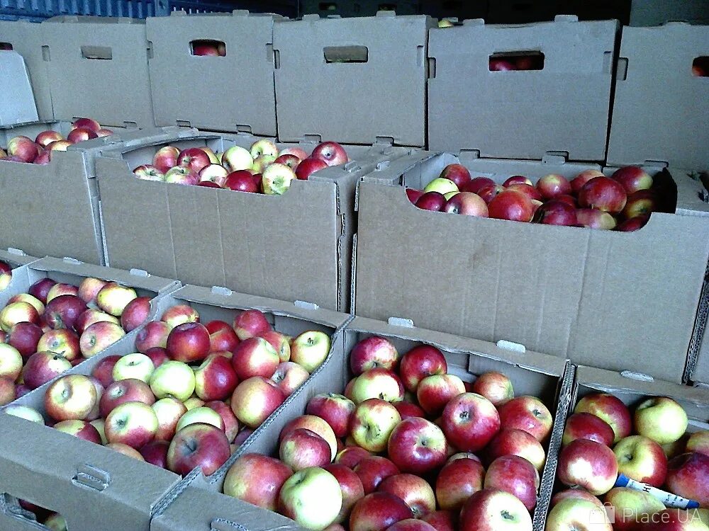 Продажа яблоки оптом. Реализация яблок. Сорта грузинских яблок. Самарские яблоки. Продажа яблок.