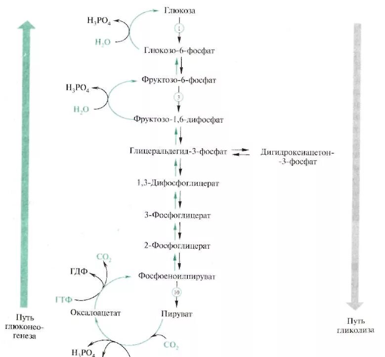 Синтез глюкозы в организме. Биосинтез Глюкозы схема. Схема синтеза Глюкозы из пирувата. Схема синтеа Глюкозы биохими. Биосинтез Глюкозы глюконеогенез.