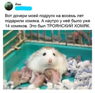 Кодовое слово хомяк 30 июля