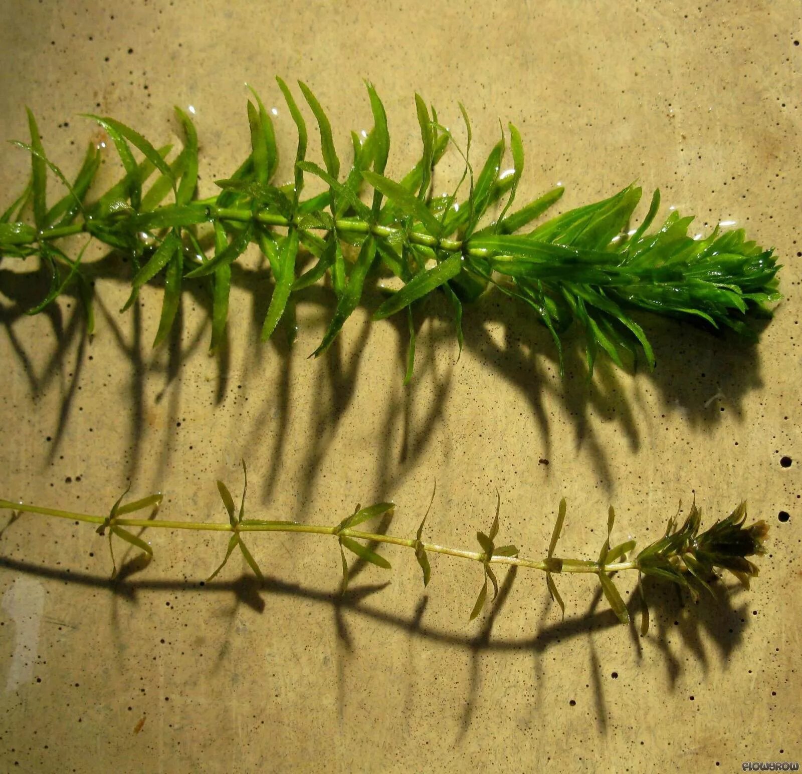 Hydrilla verticillata leaf. Hydrilla verticillata. Hydrilla verticillata leaf. Гидрилла вертикальная. Гигрофила вертициллата.