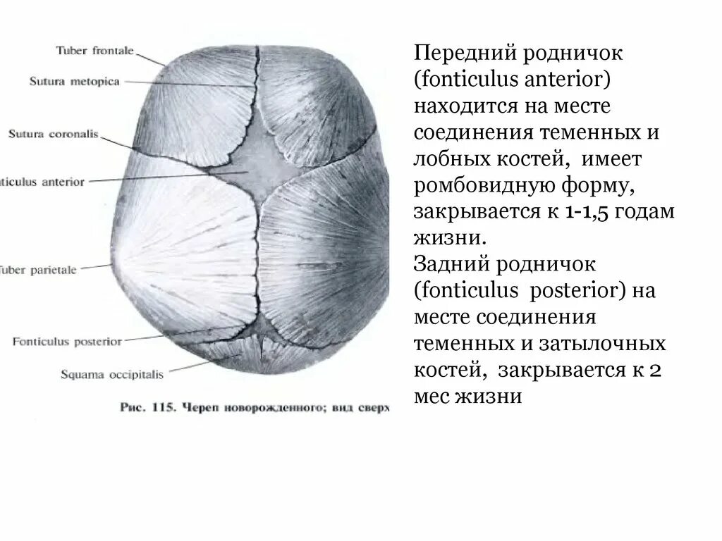 Роднички топографическая анатомия. Передний и задний Родничок. Роднички черепа анатомия. Схема черепно-мозговой топографии. Характеристика родничка