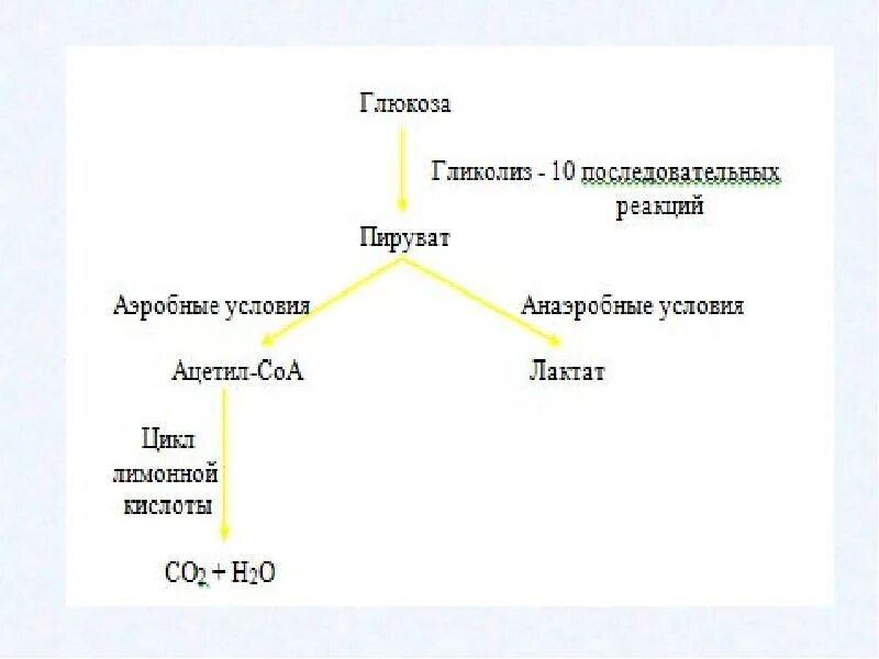 Распад Глюкозы до пирувата реакция. Конечный продукт распада Глюкозы. Формула распада Глюкозы. Распад Глюкозы. Реакция организма на глюкозу