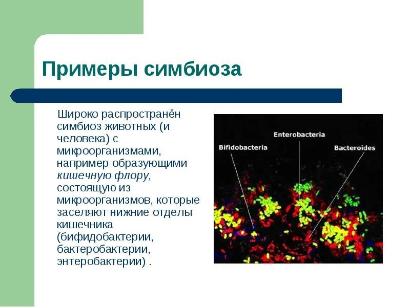 Симбиоз пример ответ. Симбиоз микроорганизмов примеры. бактерии симбионты примеры. примеры симбиоза человека и животных.