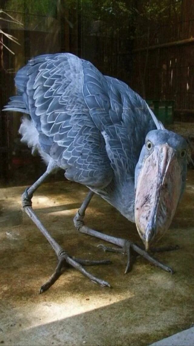 Мозгоклюй. Shoebill Stork птица. Китоглав птица. Птица мозгоклюй. Смешные птички.