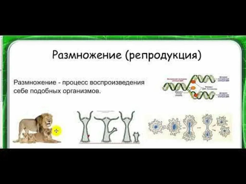 Способность живых систем воспроизводить себе подобных называется