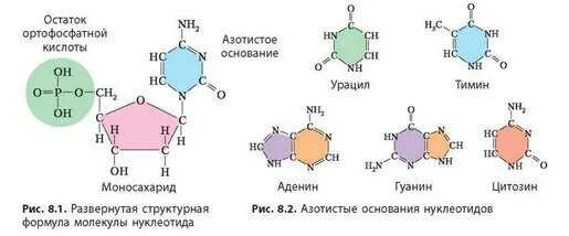 Нуклеиновые кислоты содержат азот и фосфор. Молекулярная формула аденина. атф и другие нуклеотиды витамины таблица. атф и нуклеиновые кислоты сходства и различия. сравнить нуклеиновые кислоты и атф.