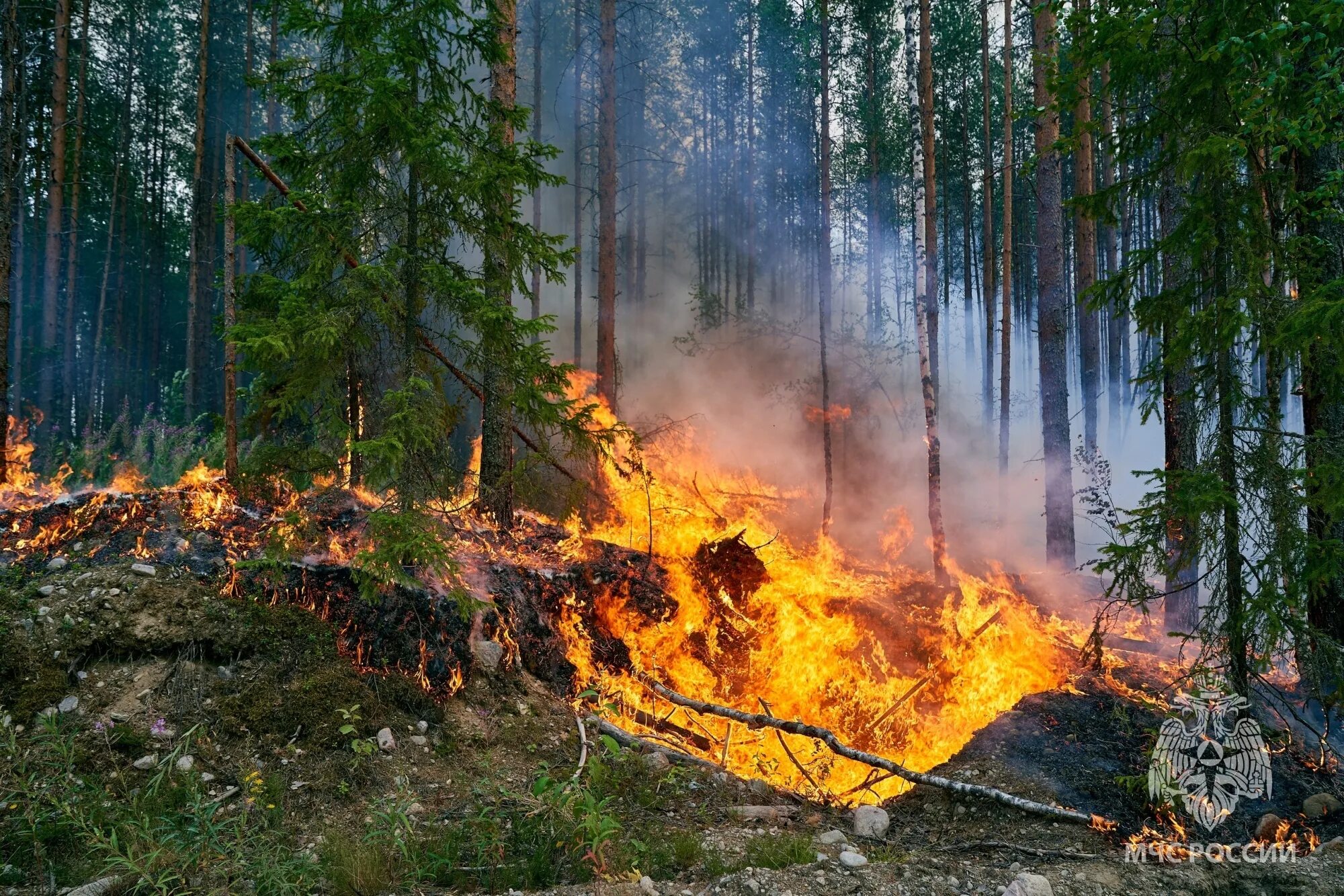 Лесные пожары. Горящий лес. П Лесной. Лес в огне.
