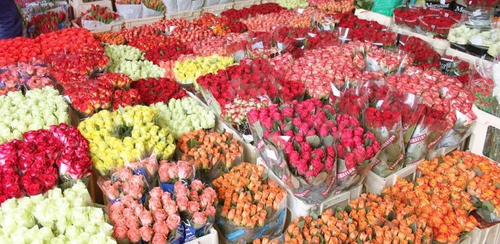 Рижский рынок букеты. Букет опт роз. 25 роз кения 40 см. Букет опт роз. Роза кения микс 40см.