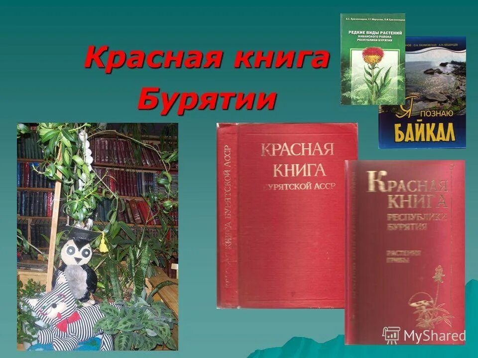 Растения и животные красной книги республики бурятия. Красная книга. красная книга республики бурятия. животное красной книги бурятии. первая красная книга бурятии.